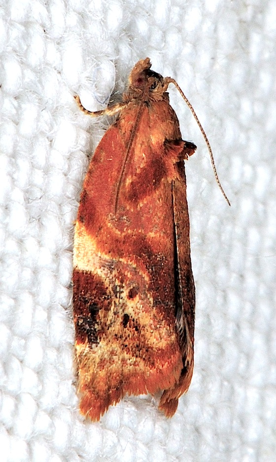 tortricide n 20 - Ditula angustiorana